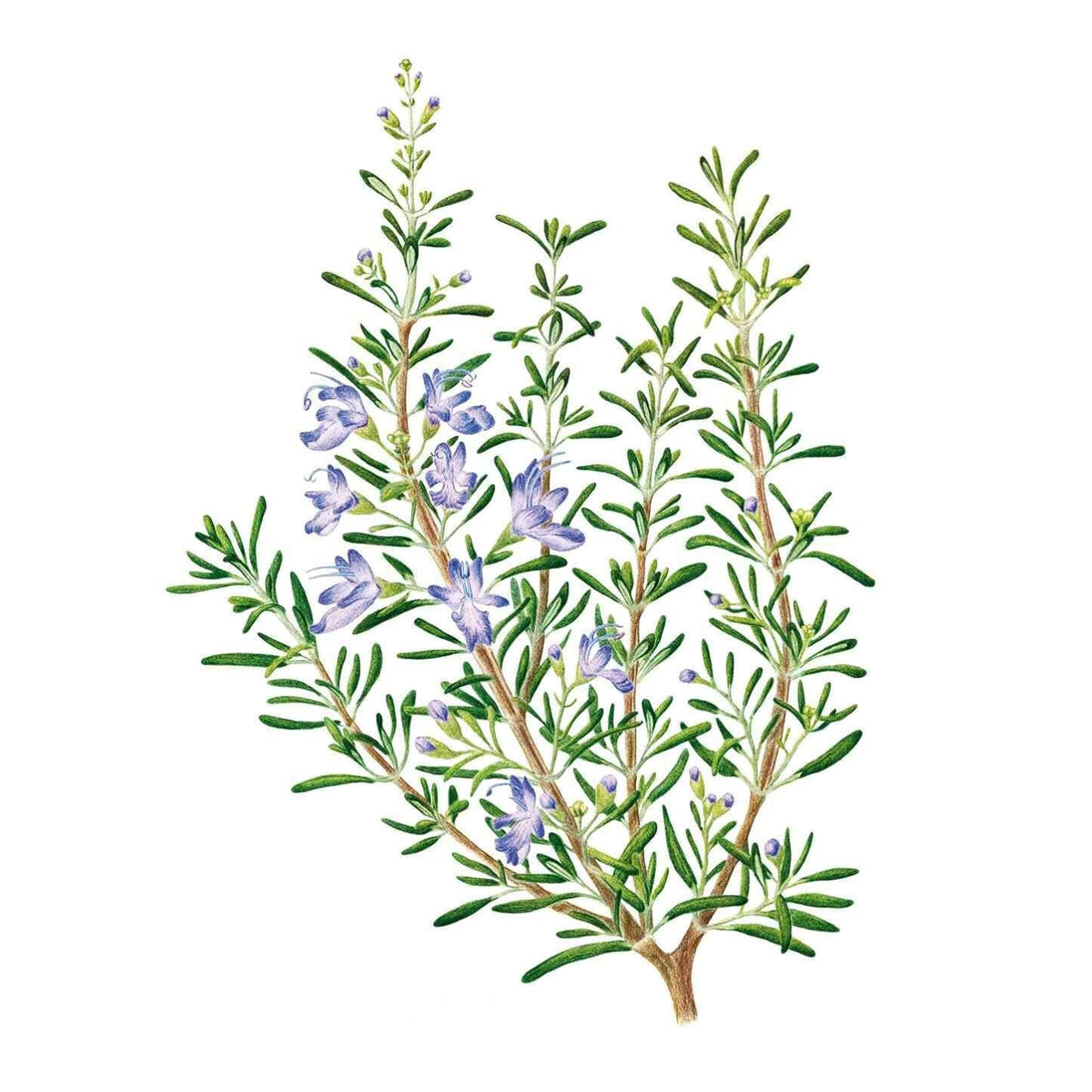 Botanical illustration of rosemary showing several woody stems with narrow needle-like green leaves and small pale purple flowers clustered along the upper branches.