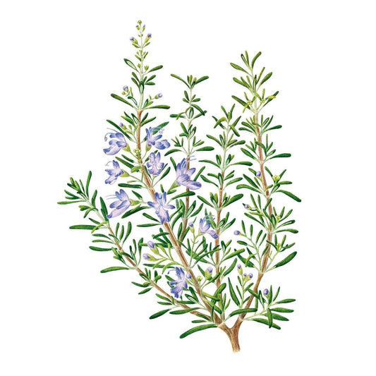 Botanical illustration of rosemary showing several woody stems with narrow needle-like green leaves and small pale purple flowers clustered along the upper branches.