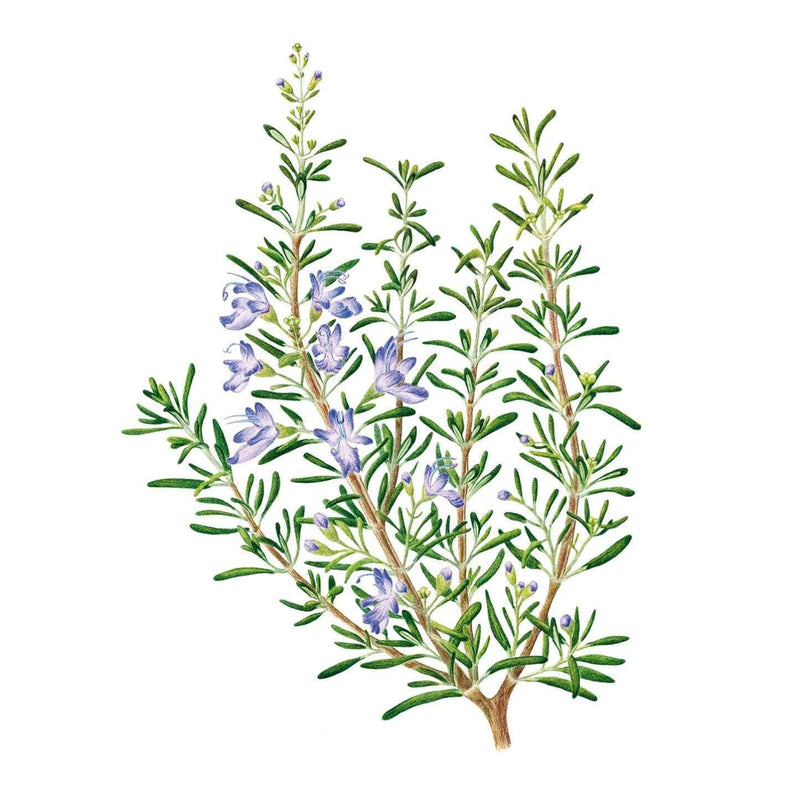 Botanical illustration of rosemary showing several woody stems with narrow needle-like green leaves and small pale purple flowers clustered along the upper branches.
