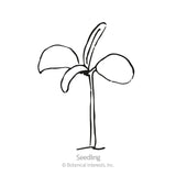 Simple line drawing of a young seedling with two rounded seed leaves and one emerging true leaf on a slender stem, labeled 