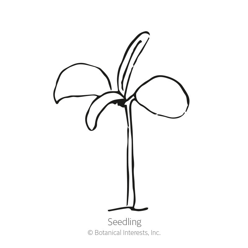 Simple line drawing of a young seedling with two rounded seed leaves and one emerging true leaf on a slender stem, labeled 