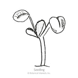 Black and white line illustration of a young seedling with a slender stem topped by two rounded cotyledon leaves and a small emerging true leaf, labeled 
