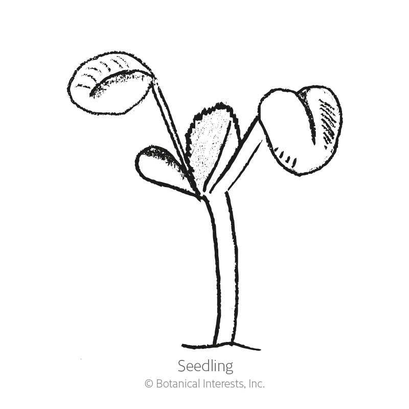 Black and white line illustration of a young seedling with a slender stem topped by two rounded cotyledon leaves and a small emerging true leaf, labeled 