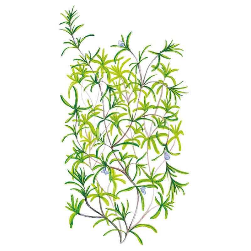 Botanical illustration of a summer savory plant with slender, needle-like green leaves branching from woody stems and a few small pale blue flowers along the lower branches.
