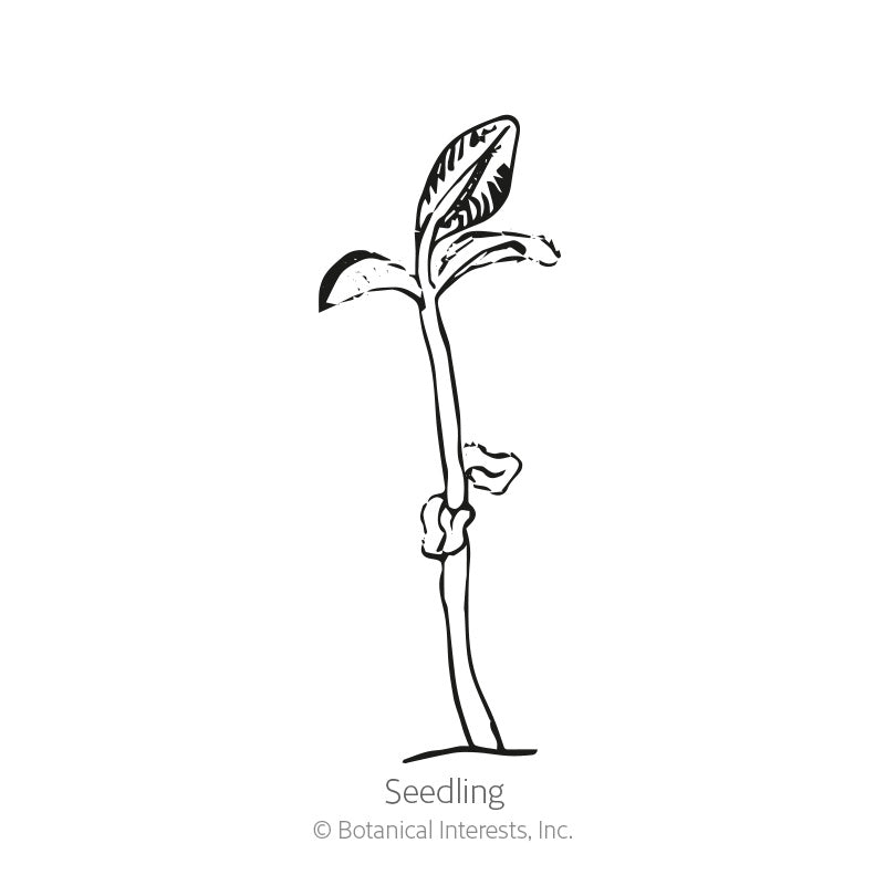 Black-and-white line drawing of a young seedling with a slender curved stem, one broad leaf and a smaller emerging leaf, labeled "Seedling" beneath.