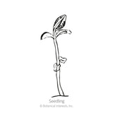 Black-and-white line drawing of a young seedling with a slender curved stem, one broad leaf and a smaller emerging leaf, labeled 