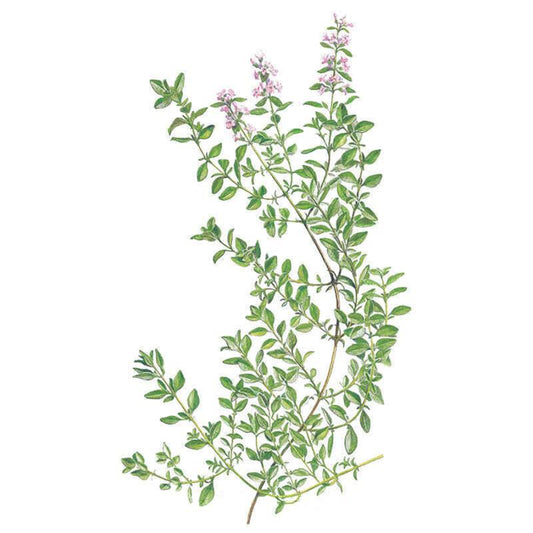 Botanical illustration of English thyme showing wiry, trailing stems lined with small oval leaves and clusters of pale pink flowers at the tips, set against a plain white background.