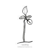 Line drawing of a young seedling on a tall stem with a pair of rounded seed leaves and one emerging true leaf, labeled 