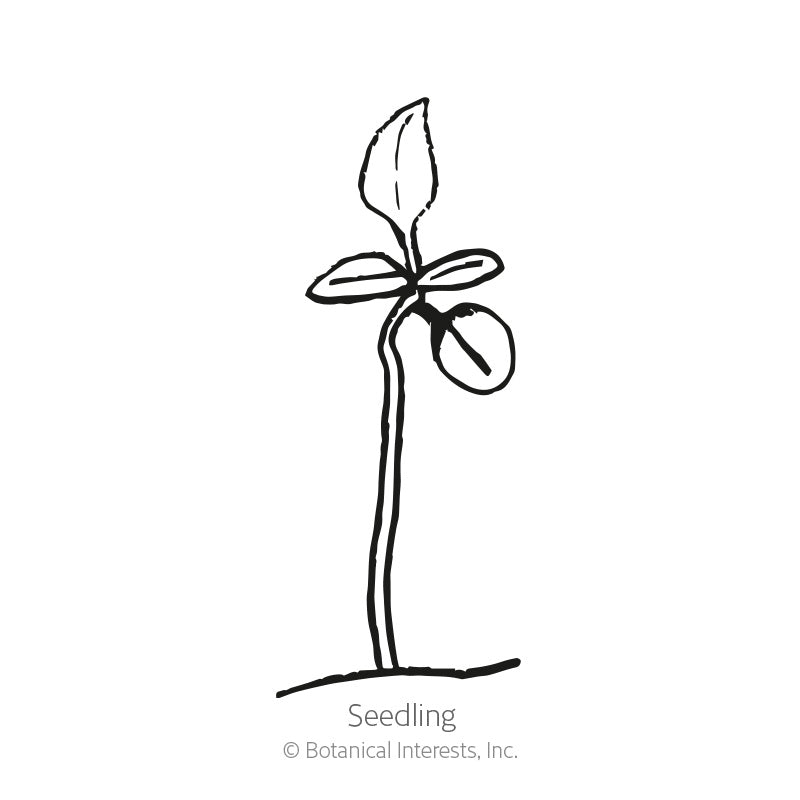 Line drawing of a young seedling on a tall stem with a pair of rounded seed leaves and one emerging true leaf, labeled 