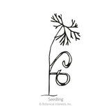 Line drawing of a dill seedling labeled 