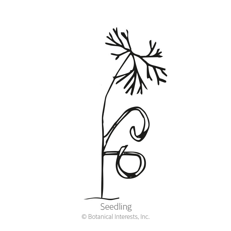 Line drawing of a dill seedling labeled 