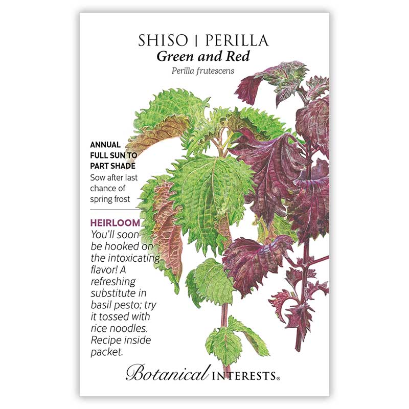 Seed packet for Green and Red Shiso Perilla featuring a detailed illustration of serrated leaves in both bright green and deep burgundy-red, with printed text noting it's an heirloom annual for full sun to part shade, sown after last frost.