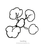 Line drawing of a watercress seedling with five rounded, lobed leaves branching from a central stem, labeled 