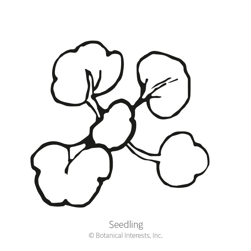 Line drawing of a watercress seedling with five rounded, lobed leaves branching from a central stem, labeled 