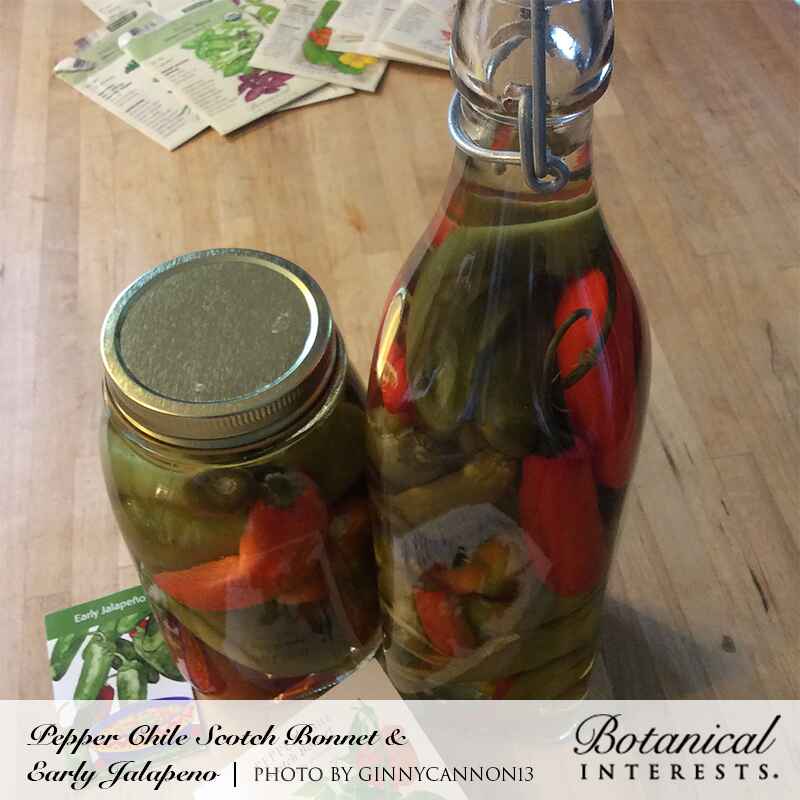 A mason jar and a swing-top glass bottle filled with pickled green and red chile peppers in brine, sitting on a wooden countertop beside scattered seed packets, with text captioning them as Scotch Bonnet and Early Jalapeño peppers.