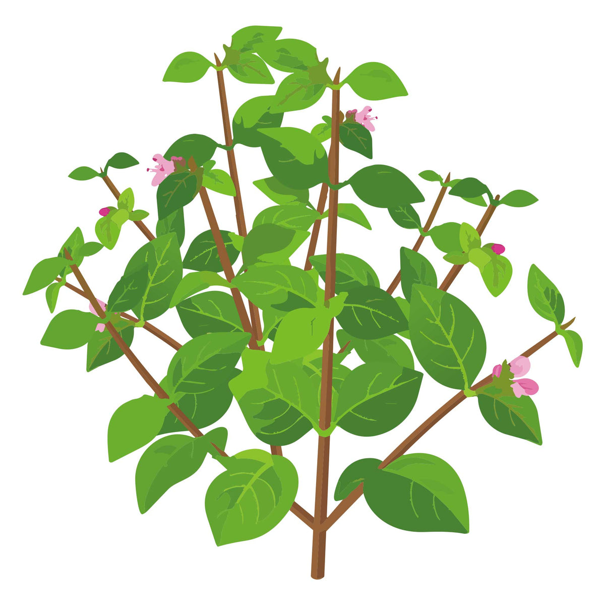 Illustration of a Greek Oregano plant with pink flowers on a white background