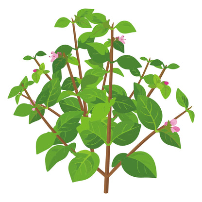 Illustration of a Greek Oregano plant with pink flowers on a white background