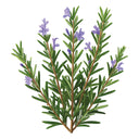 Illustration of a rosemary plant with green leaves and purple flowers on a white background