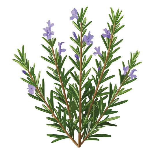 Illustration of a rosemary plant with green leaves and purple flowers on a white background