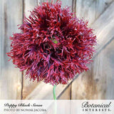 Black Swan poppy bloom with densely ruffled, fringed deep maroon-red petals forming a fluffy pom-pom shape on a slender green stem, photographed against a weathered wood plank background; text names the variety and photo credit.