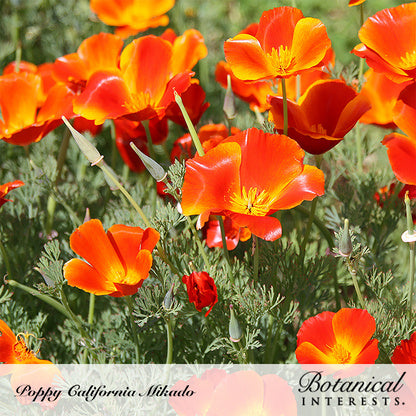 Cluster of California Mikado poppies with vivid orange-red, yellow-throated petals blooming among feathery blue-green foliage and slender seed pods, with a Botanical Interests label at the bottom identifying the variety.