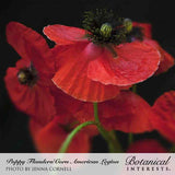 Close-up of American Legion corn poppy flowers with tissue-thin, crimson-red petals surrounding dark, bristly seed-forming centers, set against a black background with curved green stems.