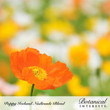 A single orange Iceland poppy with crinkled, tissue-like petals and a fuzzy yellow center stands in sharp focus against a softly blurred field of orange, yellow, and white poppies; text overlay reads 