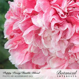 Close-up of a Peony Double Blend poppy bloom showing a dense pompom of ruffled, crepe-like petals in shades of pink fading to white at the edges, set against a blurred green garden background, with text captioning the variety and photo credit.