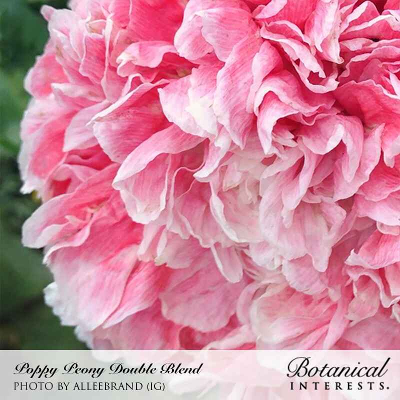 Close-up of a Peony Double Blend poppy bloom showing a dense pompom of ruffled, crepe-like petals in shades of pink fading to white at the edges, set against a blurred green garden background, with text captioning the variety and photo credit.