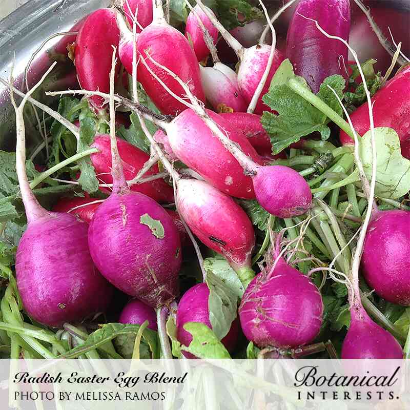 Close-up photo of fresh, bright pink and purple Easter Egg blend radishes with green leafy tops, labeled "Radish Easter Egg Blend / Photo by Melissa Ramos" and "Botanical Interests"