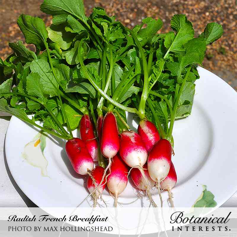 Freshly harvested French Breakfast radishes with elongated pink-and-white roots and leafy green tops piled on a white plate, labeled "Radish French Breakfast."