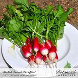 Freshly harvested French Breakfast radishes with elongated pink-and-white roots and leafy green tops piled on a white plate, labeled 