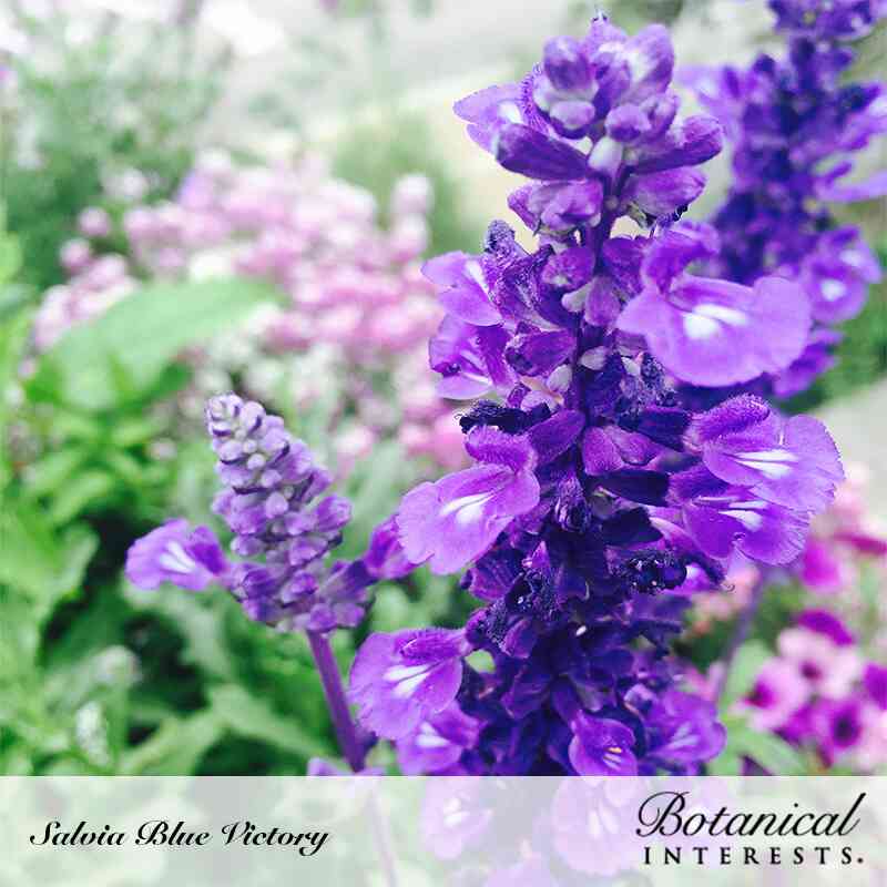 Close-up of Salvia Blue Victory in bloom, showing tightly packed deep purple flower spikes with white-throated petals, set against soft blurred pink blossoms and green foliage in the background.