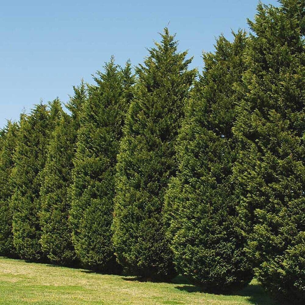 A row of tall, dense Leyland Cypress evergreen trees forming a continuous privacy hedge along a grassy lawn under a clear blue sky.