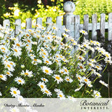 Masses of white Shasta daisies with yellow centers lean and sprawl along a weathered white picket fence in a sunlit garden, text identifying the variety as Daisy Shasta Alaska.