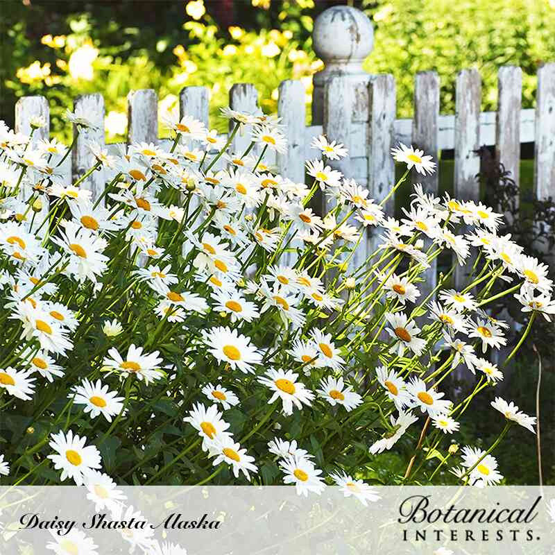 Masses of white Shasta daisies with yellow centers lean and sprawl along a weathered white picket fence in a sunlit garden, text identifying the variety as Daisy Shasta Alaska.