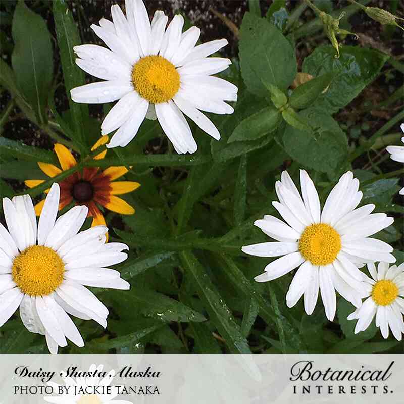 Close-up of white Shasta daisies with bright yellow centers, dotted with water droplets, growing among green foliage and a partially visible black-eyed Susan bloom.