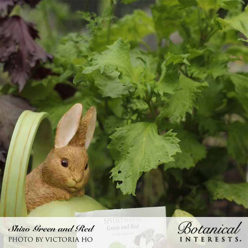 Ruffled green and deep purple shiso perilla leaves growing side by side, with a ceramic rabbit figurine perched in a watering can beside the seed packet labeled 