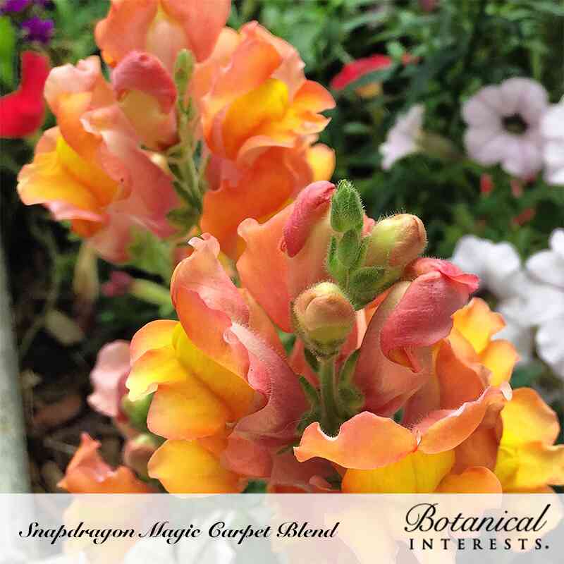 Close-up of Magic Carpet Blend snapdragon flowers with ruffled orange, yellow, and pink petals and unopened buds, growing amid white petunias in a garden bed.
