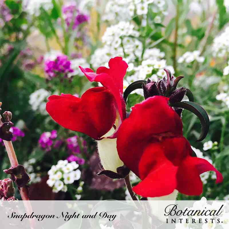 Close-up of Night and Day snapdragon flowers with velvety scarlet-red petals and cream-white throats, dark curled seed pods above, set against a blurred backdrop of purple and white blooms; text overlay names 