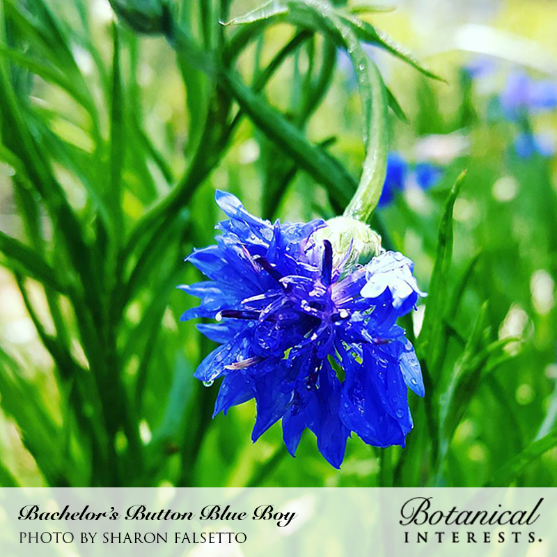 Close-up of a Bachelor's Button Blue Boy flower, its vivid blue fringed petals and dark purple center dotted with water droplets, drooping on a curved green stem amid narrow leaves; text overlay names the variety and photographer.