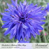 Close-up of a Bachelor's Button Blue Boy flower with fringed, deep purple-blue petals radiating from a dark center, set against a blurred green garden background, with text captioning the variety name and photo credit below.
