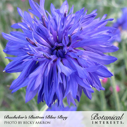 Close-up of a Bachelor's Button Blue Boy flower with fringed, deep purple-blue petals radiating from a dark center, set against a blurred green garden background, with text captioning the variety name and photo credit below.