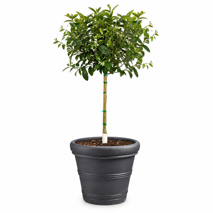 Improved Meyer Lemon Tree