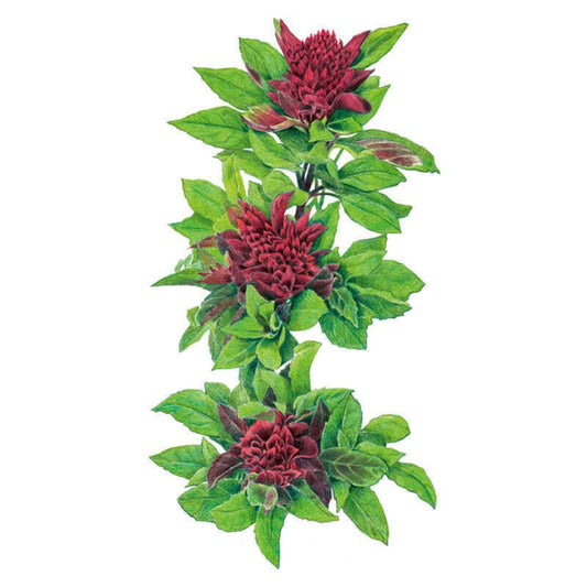 Botanical illustration of Cardinal basil showing three dense, dark reddish-maroon flower clusters spaced along a stem with bright green, pointed leaves, set against a plain white background.