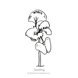 Line drawing of a young basil seedling with a single slender stem topped by an open five-lobed pansy-like flower shape above two rounded lower leaves, labeled 