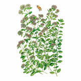 Detailed botanical illustration of marjoram showing multiple leafy green stems topped with clusters of tiny pink flowers, with a honeybee hovering above, set against a plain white background.