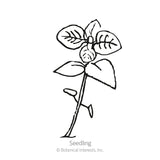 Black-and-white line illustration of a young marjoram seedling with several pairs of oval, veined leaves along a slender stem, labeled 