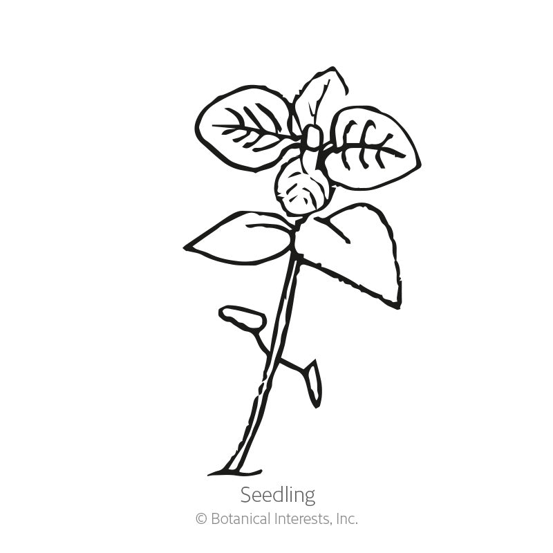 Black-and-white line illustration of a young marjoram seedling with several pairs of oval, veined leaves along a slender stem, labeled 