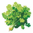 Detailed botanical illustration of vibrant green Slow Bolt Cilantro stems with delicate, serrated flat leaves, isolated on a plain white background.